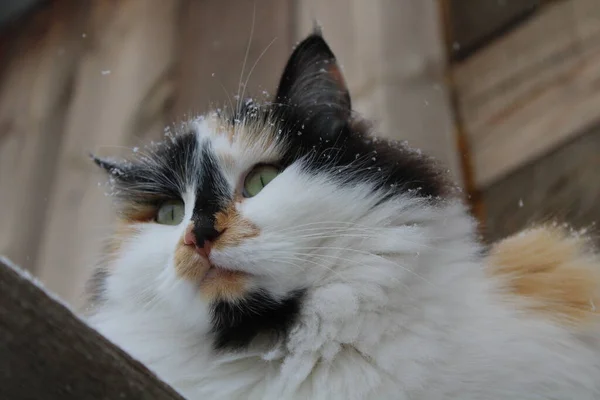 Gato Esponjoso Con Copos Nieve Piel Aire Libre Invierno Nieve — Foto de Stock