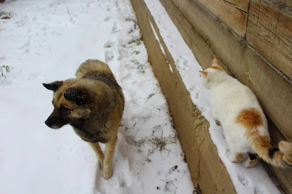 Senior Dog Flauschiges Fell Mit Schneeflocken Hof Bei Schneefall Blizzard — Stockfoto