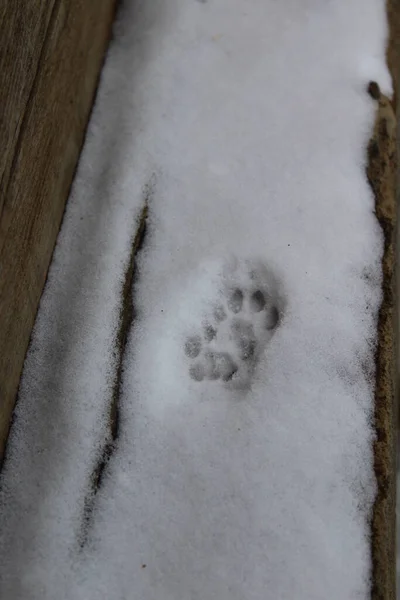 Katzenpfoten Prints Auf Schnee — Stockfoto