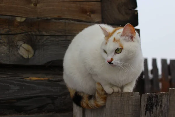 Gato Esponjoso Con Copos Nieve Piel Aire Libre Invierno Nieve —  Fotos de Stock