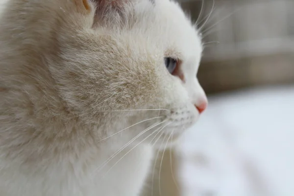 Pele Macia Gato Branco Uísques Com Nariz Rosa Olhos Azuis — Fotografia de Stock