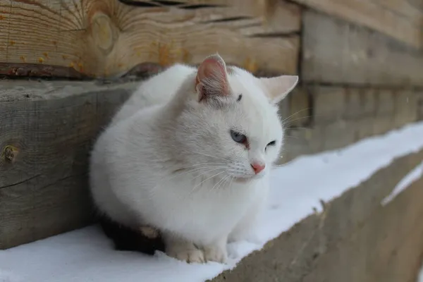 Λευκή Γάτα Χνουδωτή Γούνα Και Μουστάκια Ροζ Μύτη Και Μπλε — Φωτογραφία Αρχείου