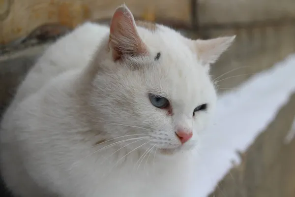 Pele Macia Gato Branco Uísques Com Nariz Rosa Olhos Azuis — Fotografia de Stock