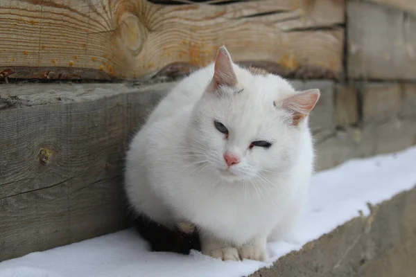 Beyaz Kedi Kürklü Bıyıklı Pembe Burunlu Mavi Gözlü Tatlı Pençeli — Stok fotoğraf