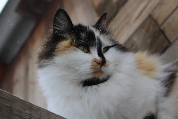 Flauschige Katze Mit Schneeflocken Pelz Outdoor Winterschnee — Stockfoto