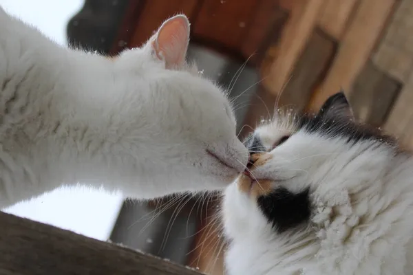 Deux Chats Sur Une Clôture Bois — Photo