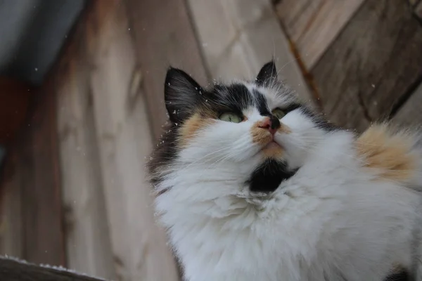 Flauschige Katze Mit Schneeflocken Pelz Outdoor Winterschnee — Stockfoto