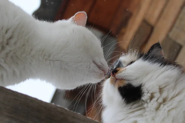 Twee Katten Houten Hek — Stockfoto