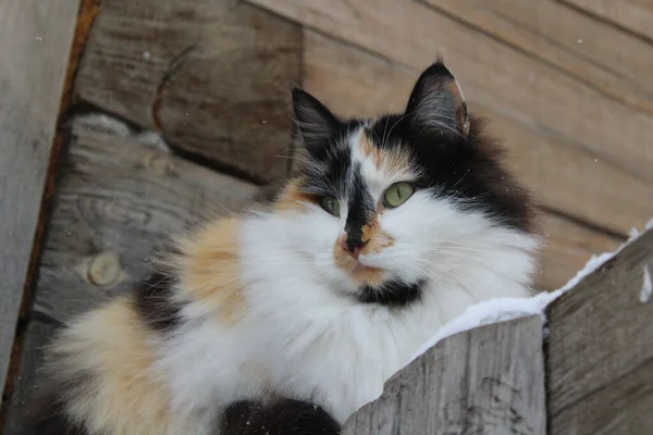 Fluffig Katt Med Snöflingor Päls Utomhus Vintersnö — Stockfoto