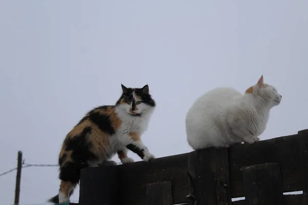 Pluizige Kat Met Sneeuwvlokken Open Lucht Winter Sneeuw — Stockfoto