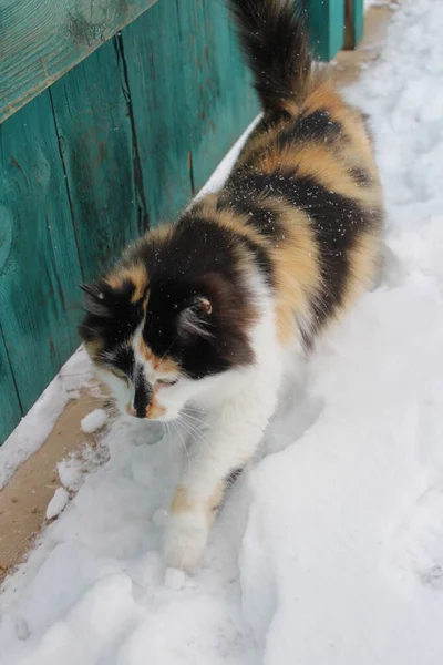 Flauschige Katze Mit Schneeflocken Pelz Outdoor Winterschnee — Stockfoto