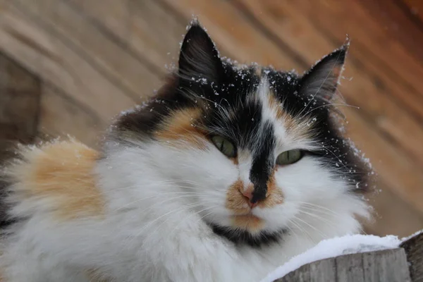 Gato Fofo Com Flocos Neve Pele Livre Inverno Neve — Fotografia de Stock