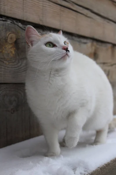 Fluffy Cat Snowflakes Fur Outdoors Winter Snow — Stock Photo, Image