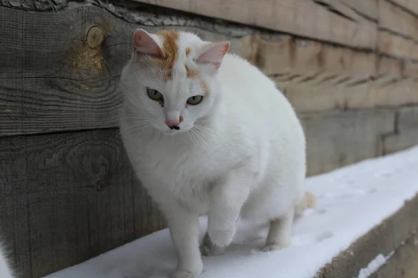 Gato Fofo Com Flocos Neve Pele Livre Inverno Neve — Fotografia de Stock