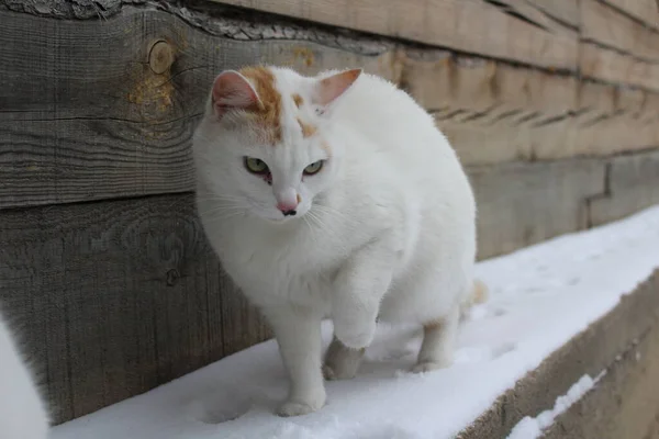 Chat Moelleux Avec Flocons Neige Fourrure Plein Air Dans Neige — Photo