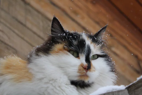 Flauschige Katze Mit Schneeflocken Pelz Outdoor Winterschnee — Stockfoto