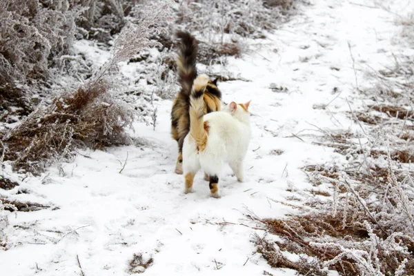 Zwei Katzen Spielen Winterschnee — Stockfoto