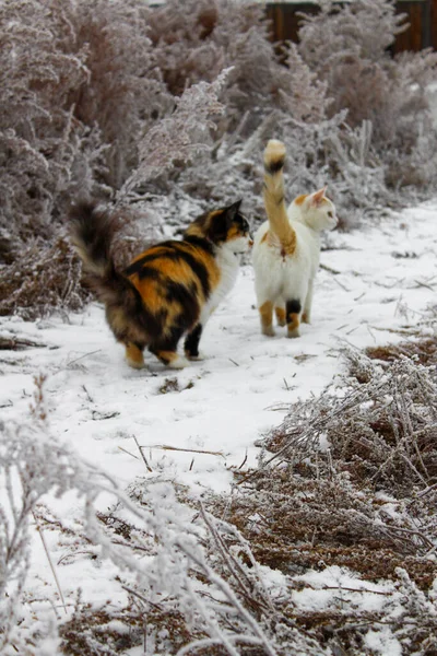 Deux Chats Jouant Dans Neige Hiver — Photo