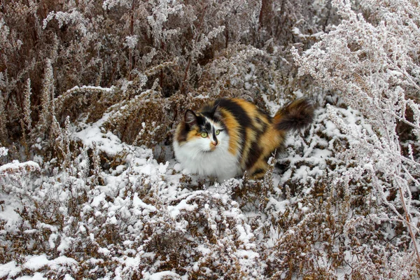 Tricolor Gato Fofo Jogando Inverno Grama Nevada — Fotografia de Stock