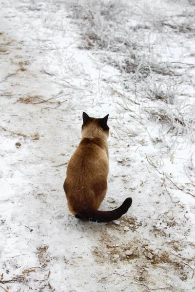 Siamese Gato Explorando Nieve Aire Libre Lindo Esponjoso Gatito Caminando —  Fotos de Stock