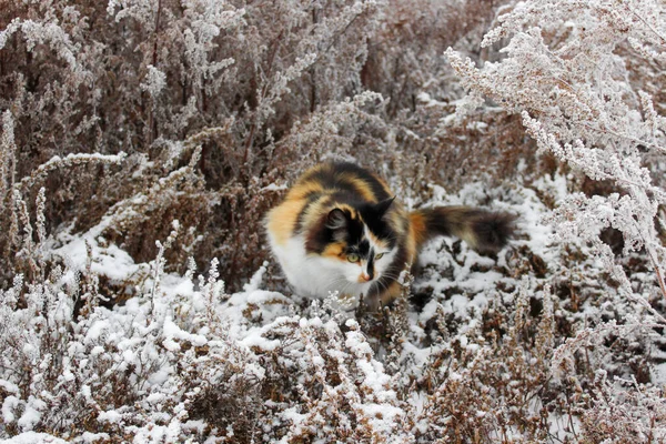 Trójkolorowy Puszysty Kot Bawiący Się Zimą Śnieżną Trawą — Zdjęcie stockowe