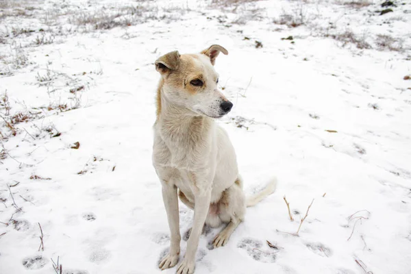 Perro Joven Blanco Con Nariz Negra Invierno Nieve —  Fotos de Stock