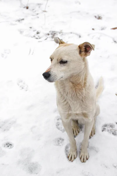 Perro Joven Blanco Con Nariz Negra Invierno Nieve —  Fotos de Stock