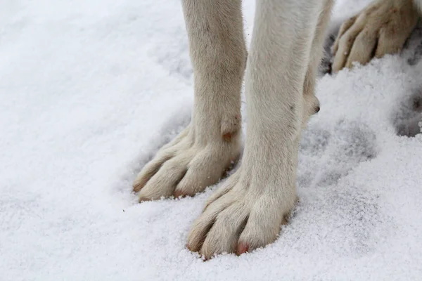 Hondenpoten Close Sneeuw — Stockfoto