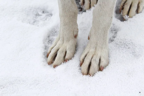 Hundepfoten Aus Nächster Nähe Schnee — Stockfoto