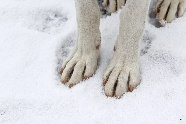 Pattes Chien Gros Plan Dans Neige — Photo