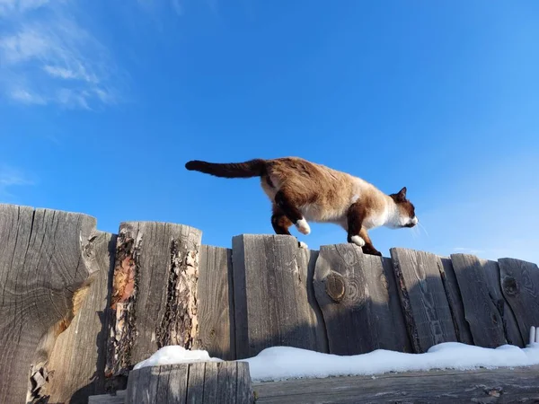 Тайский Сиамский Кот Ходит Деревянному Забору Зимой — стоковое фото