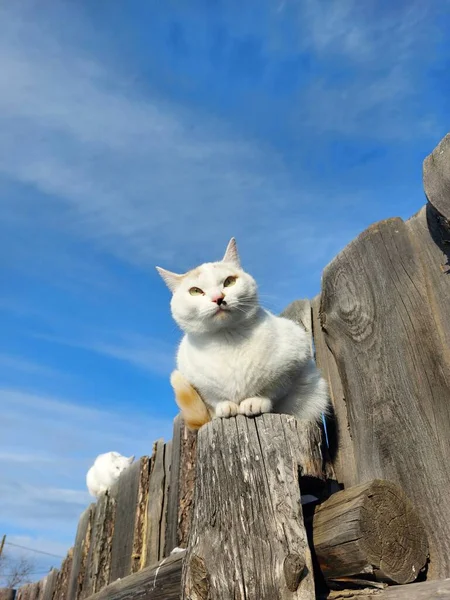 白い子猫のかわいい猫の鼻に黒い斑点があります好奇心でフェンスのポストに座っている明るい青い夏の空の背景を見下ろしています — ストック写真
