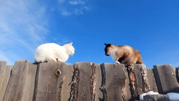 Chat Blanc Siamois Thaïlandais Sur Une Clôture Bois — Photo