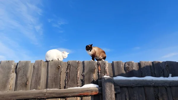 울타리 고양이와 — 스톡 사진