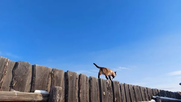 Gato Tailandês Siamês Andando Sobre Cerca Madeira Inverno — Fotografia de Stock