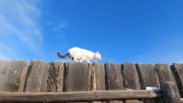 White Cat Blue Eyes Walking Wooden Fence — Stock Photo, Image