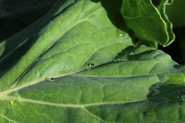 Su damlası ile lahana yaprağı damarı