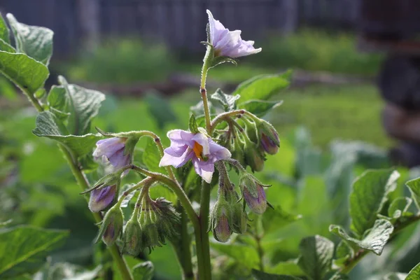 Potatis Topp Gräs Med Blommande Blomma — Stockfoto