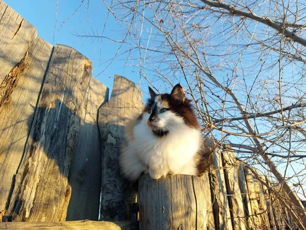 Fluffy Tricolor Katt Sitter Trä Staket Stolpe Bar Träd — Stockfoto