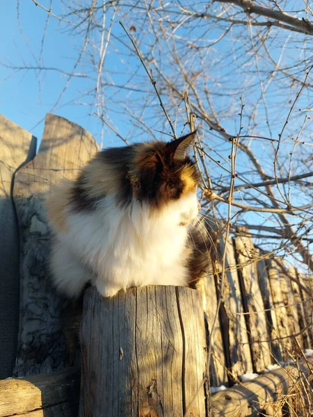 Fluffy Tricolor Cat Sitting Wood Oplocení Post Bare Tree — Stock fotografie