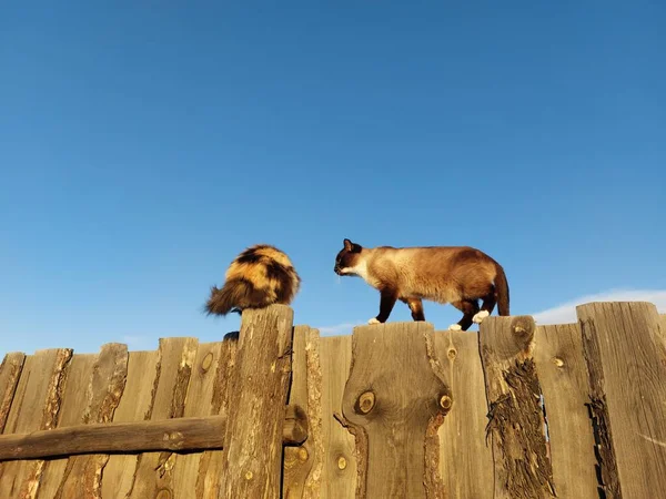 Två Katter Trästaket Solnedgångens Sken — Stockfoto