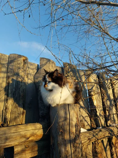 Flauschige Trikolore Katze Sitzt Auf Holzzaunpfahl Unter Nacktem Baum — Stockfoto