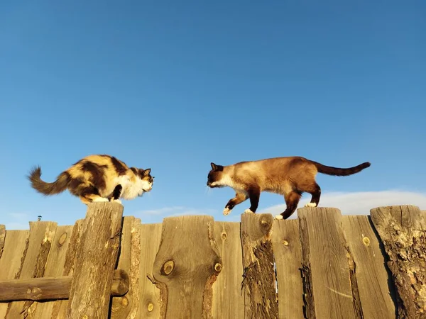 Dois Gatos Cerca Madeira Luz Pôr Sol — Fotografia de Stock