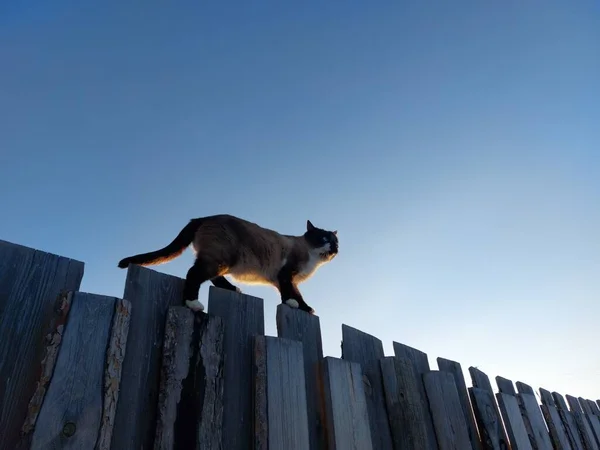울타리 타이시 고양이 — 스톡 사진