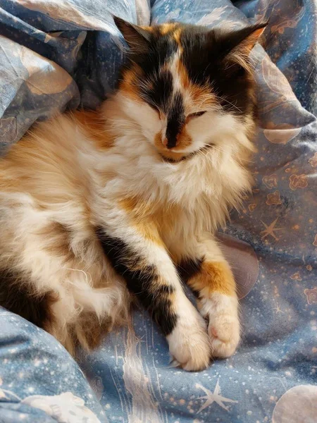 Sleepy Fluffy Cat Bed — Stock Photo, Image