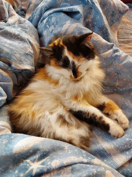 Sleepy Fluffy Cat Bed — Stock Photo, Image