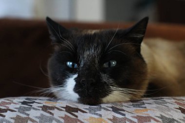 Tayland Siyam kedisi kanepede yatıyor. 