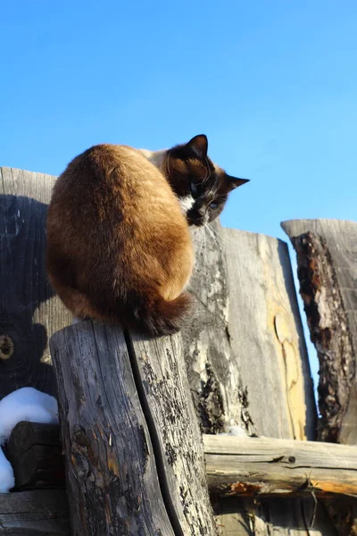 Siamesisk Katt Nyfiket Kikar Trästaket — Stockfoto