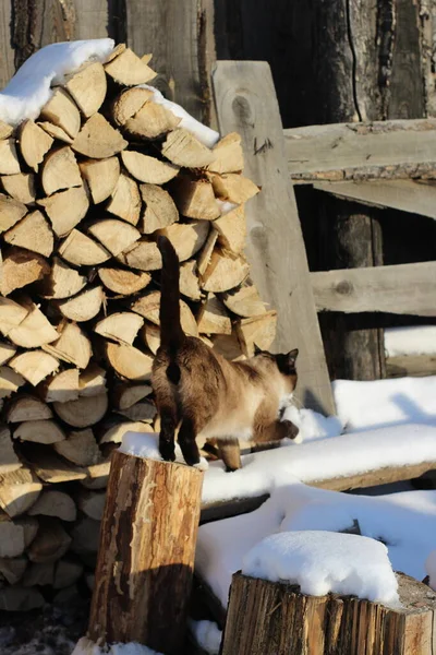 Siamese Katt Utforska Snö Utomhus Söt Fluffig Kattunge Walking Snowdrift — Stockfoto