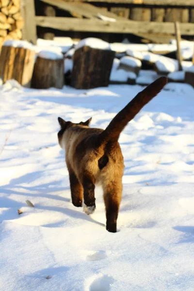 Siamesische Katze Erkundet Schnee Freien Niedliche Flauschige Kätzchen Die Schneewehen — Stockfoto